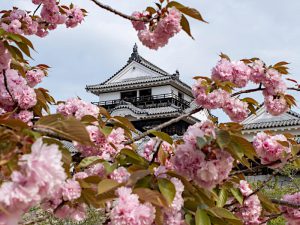 Matsuyama Castle (松山城) in the spring